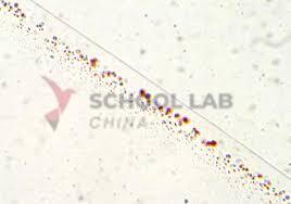 Prepared Microscope Slide - Penicillium: with Hyphae and Conidiospores